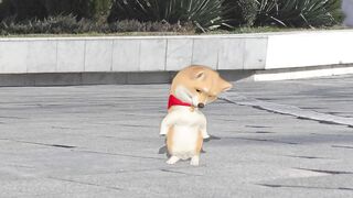 Dancing dogs,funny dogs, cute animals
