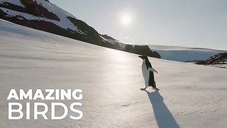 Amazing bird