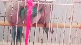 Piyar kr rhy hen baby Blue moon Baby parrot Sweet Beautiful ????❤️????❤️