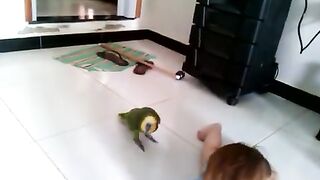 Baby vs brid