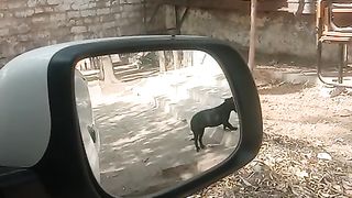 Little cute black doggy