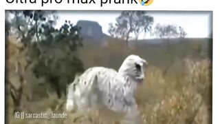 People That Actually Deserve RESPECT ___ Tiktok Respect -- Funny Video comedy video