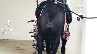 Beautiful horse
