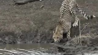 Crocodile hunting cheetah