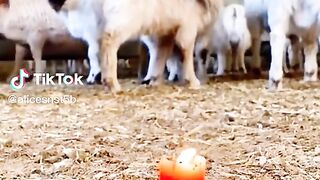 Goats