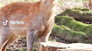 Deer baby.
