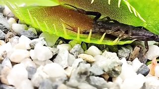 Carnivorse plant