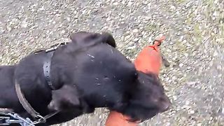 hunting dog training