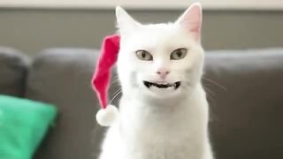 comedy_central_funny_cat_videos