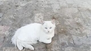 White Cat eys
