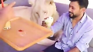 Lion ???? king ???? Jungle Raja Sher Life Style with Dubai ???????? king ???? Jeetpuria Janab.