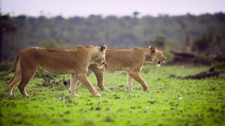 Best Video Of the day| Animals | Nature