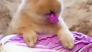 Rabbit eating dinner ????????