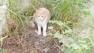 This orange and white cat looks so cute due to attractive orange eyes