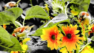 Birds eating sunflower seeds and