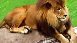 Interesting Facts about Lion