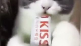 Напугали собаку, вам смешно, а ей нет !