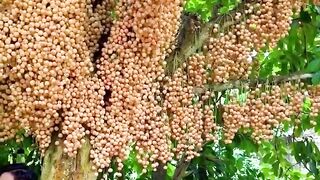 amazing fruit