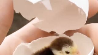 Cutest baby animals Videos Compilation Cute moment of the Animals