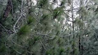 Nature beauty ????  of forest #Shortvideo