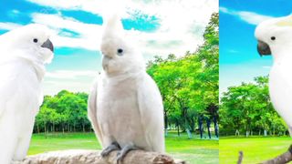 Daftar burung kakaktua