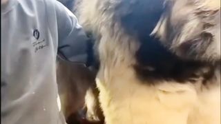 Beautiful Dog