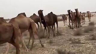 camels in Cholistan Desert #shorts