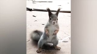 The funniest animals / Fun with cats and dogs