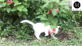 Cute cat -Best of 2022 Funny Animal Videos