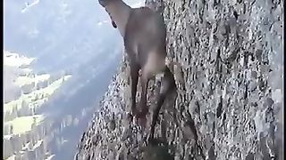 MARKHOR on High Mountains of Gilgit Baltistan