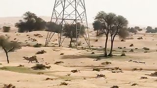 Desert #dubai