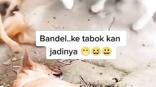 funny videos,????????