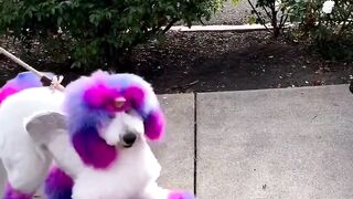 Dogs love