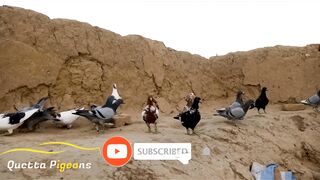 Malik Babul Kurd Rangeen Gandedar pigeons ????