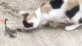 Very funny video, #funny