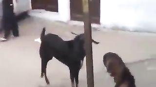Ouch !! Girl Hit by Goat on Street Funny