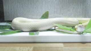 WHITE SNAKE