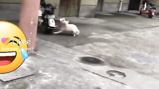 Funny very funny CAT