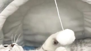 Sleeping cat