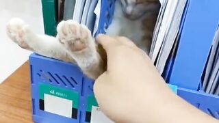 Fun with Kitty