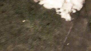 Funny dog