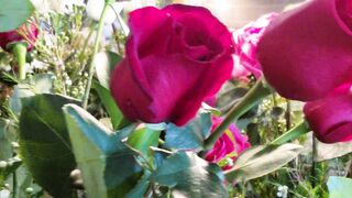 RED ROSES