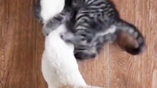 Cat Making fun with doggie Tail