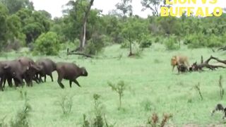 Lion vs Buffalo