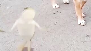 funny frog dancing