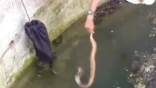 snake catch