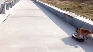 Dog play sports