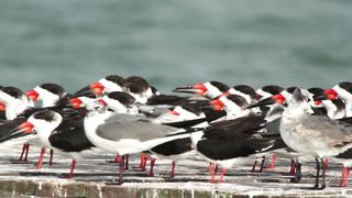 Birds-Wildlife-Mexico-