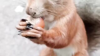 cute animal