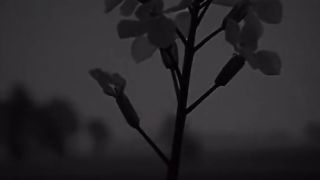 lovely nice stutues @video new@stutues@